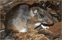 roedor equimiídeo - Trinomys eliasi - espécie de vertebrado candidata a monitoramento em remanescentes florestais ou restingas do RJ. Foto: D. P. Costa.