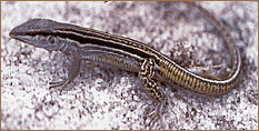 O teídeo - Cnemidophorus littoralis - espécie de vertebrado endêmica das restingas de Maricá, Jurubatiba e Grussaí, no Estado do Rio de Janeiro. Foto: C. F. D. Rocha.