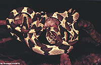 Imantodes cenchoa.