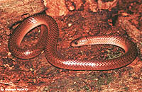 Atractus reticulatus.
