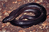 Helicops modestus.