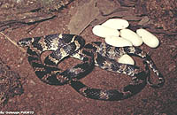 Sibynomorphus mikani.